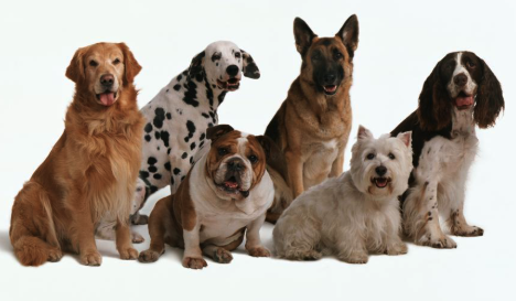 Denver Dog Fair 