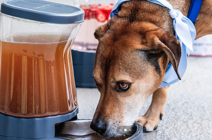 Pawsh Hour: Furry Friends Fiesta at The Ritz-Carlton