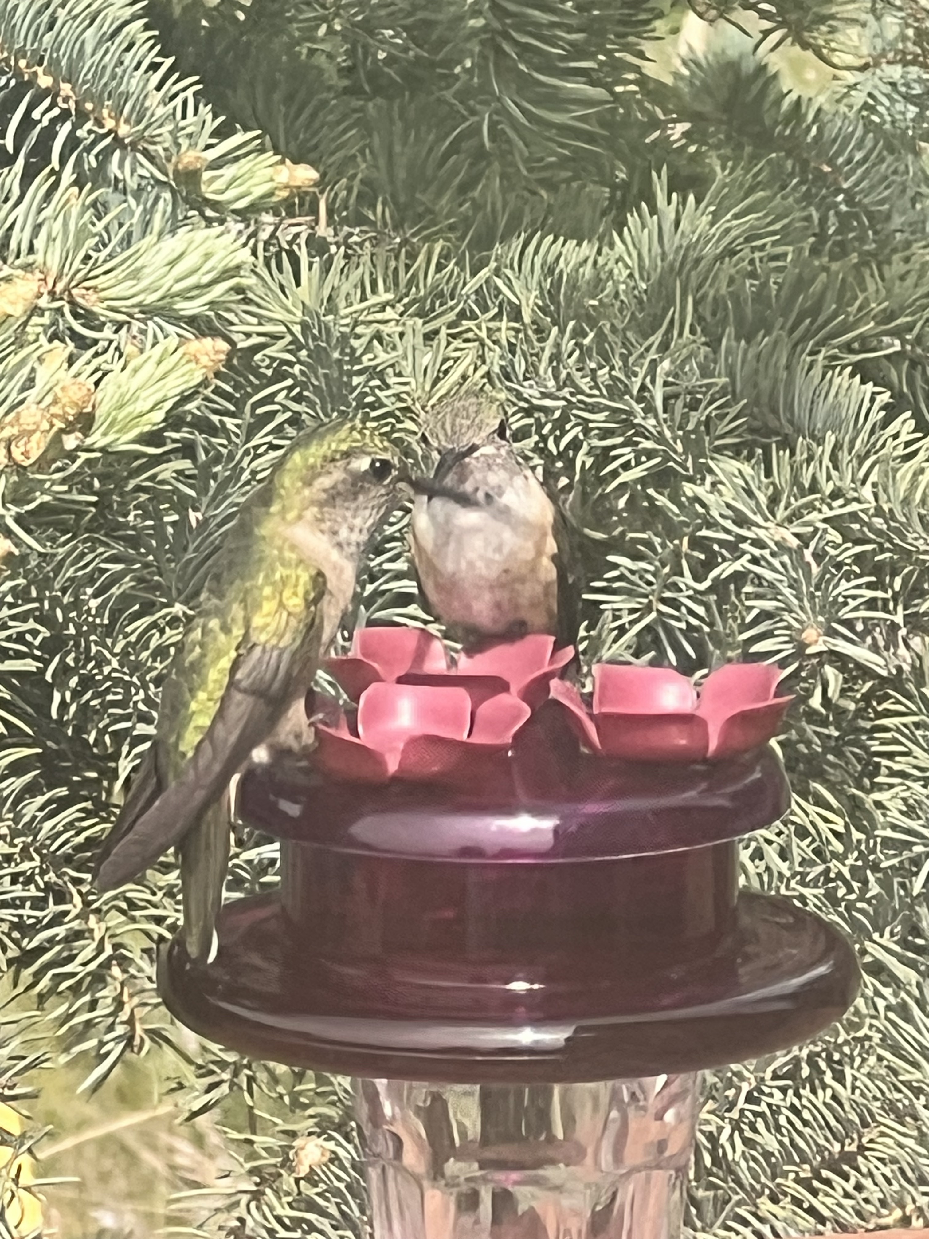 Colorado Hummingbird Sanctuary Meetup