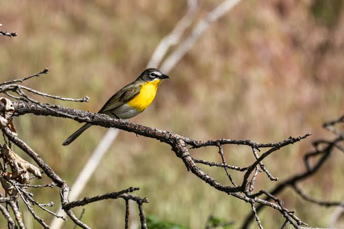 Bird Hike up Waterton Canyon