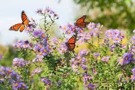 Plant a Pollinator Garden