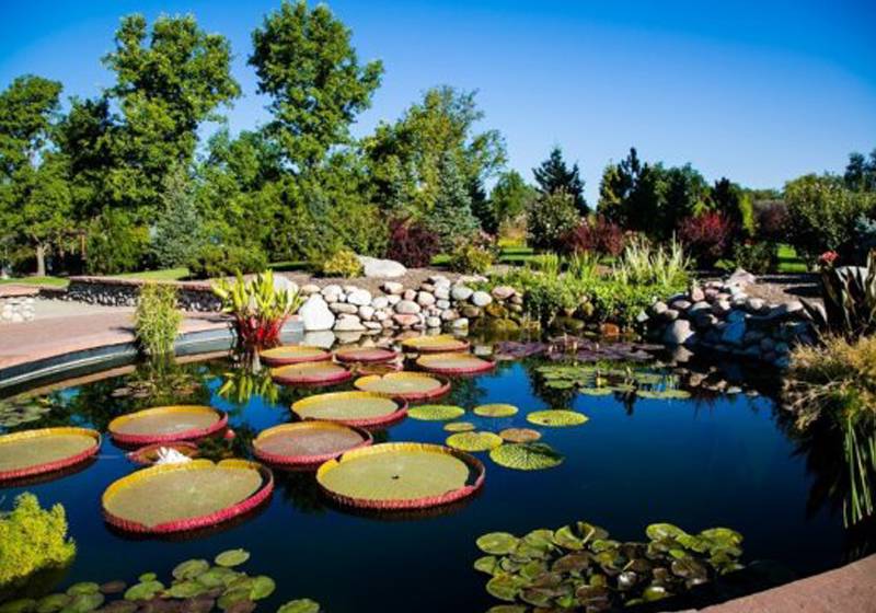 The Secret Life of Water Lilies