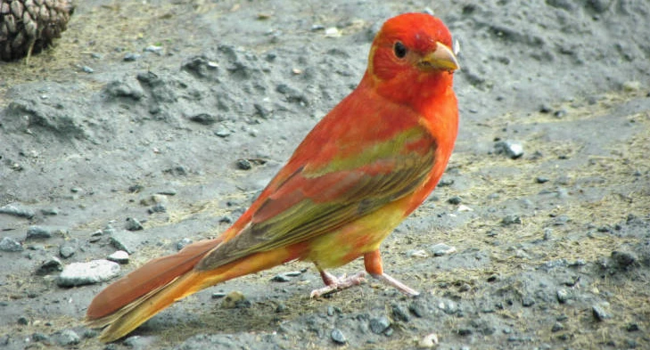 Name that Bird!
