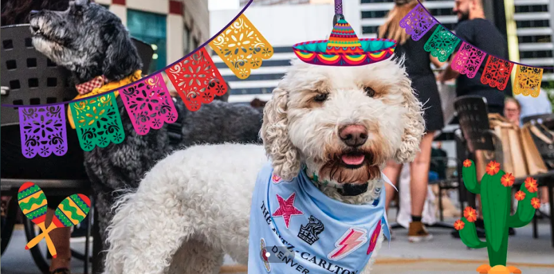 Pawsh Hour: Furry Friends Fiesta at The Ritz-Carlton