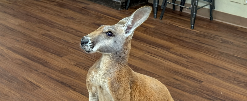 Kangaroo Meet-and-Greet (indoor)