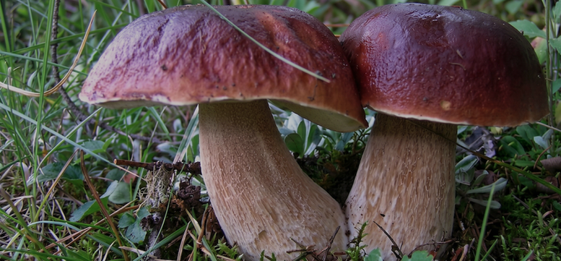 2026 CMS Mushroom Fair