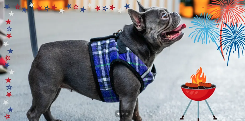 Pawsh Hour: Pawty in the USA at The Ritz-Carlton