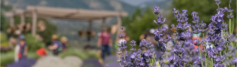 Botanic Gardens at Chatfield's Lavender Festival