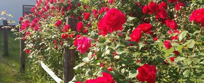  Meet the Rose Gardener at Hudson Gardens