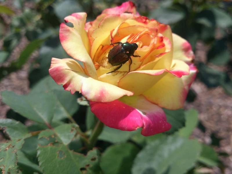 Japanese Beetles & Other Pests